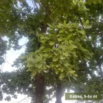 Kocsányos tölgy - Quercus robur - Konténeres