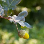 Kocsányos tölgy - Quercus robur - Konténeres