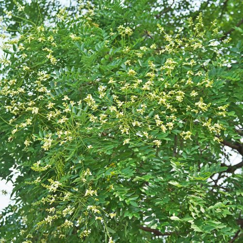 Japánakác  - Sophora japonica  - Konténeres
