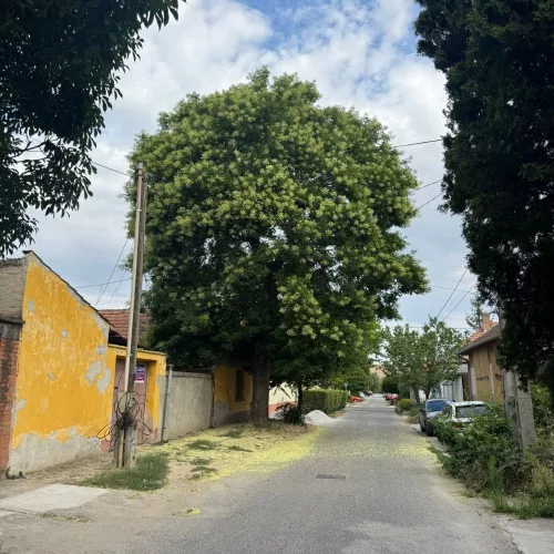Japánakác  - Sophora japonica  - Konténeres