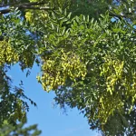 Japánakác  - Sophora japonica  - Konténeres