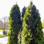 Zöld nyugati tuja - Thuja occidentalis 'Brabant' -Földlabdás
