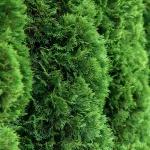 Zöld nyugati tuja - Thuja occidentalis 'Brabant' -Konténeres