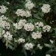 Ráncos levelű örökzöld bangita - Viburnum rhytidophyllum ‘Willowwood'- Konténeres
