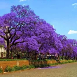 Virágzó kék jakaranda fa hatalmas lila-kék tölcséres virágbugákkal és finom, mimózaszerű levelekkel Kék jakaranda (Jacaranda mimosifolia)
