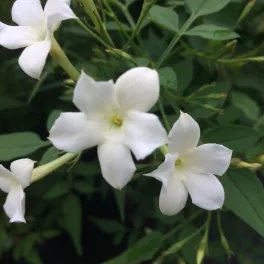   Nagyvirágú illatos jázmin - Jasminum officinale 'Grandiflorum'