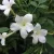 Nagyvirágú illatos jázmin - Jasminum officinale 'Grandiflorum'