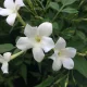 Nagyvirágú illatos jázmin - Jasminum officinale 'Grandiflorum'