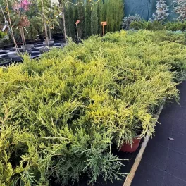 Juniperus horizontalis 'Armstrong Gold' terülő ágai sűrű, élénk aranysárga pikkelylevelekkel Fekvő boróka 'Armstrong Gold' (Juniperus horizontalis 'Armstrong Gold')