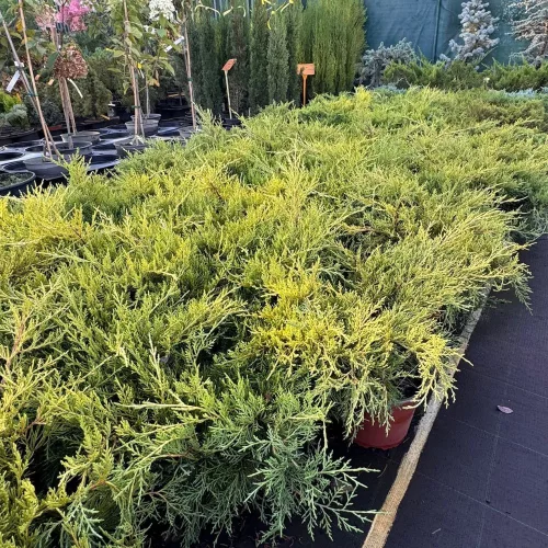 Juniperus horizontalis 'Armstrong Gold' terülő ágai sűrű, élénk aranysárga pikkelylevelekkel Fekvő boróka 'Armstrong Gold' (Juniperus horizontalis 'Armstrong Gold')