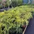 Juniperus horizontalis 'Armstrong Gold' terülő ágai sűrű, élénk aranysárga pikkelylevelekkel Fekvő boróka 'Armstrong Gold' (Juniperus horizontalis 'Armstrong Gold')