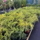 Juniperus horizontalis 'Armstrong Gold' terülő ágai sűrű, élénk aranysárga pikkelylevelekkel Fekvő boróka 'Armstrong Gold' (Juniperus horizontalis 'Armstrong Gold')