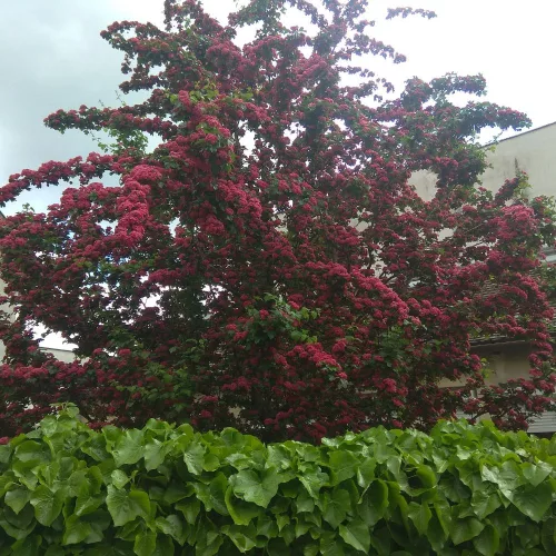 Rózsaszín virágú díszgalagonya - Crataegus laevigata 'Paul's Scarlet' - Konténeres