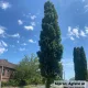 Jegenyenyár - Populus nigra 'Italica' - Szabadgyökeres