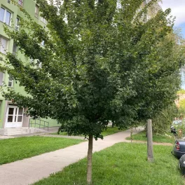 Mezei juhar - Acer campestre - Konténeres