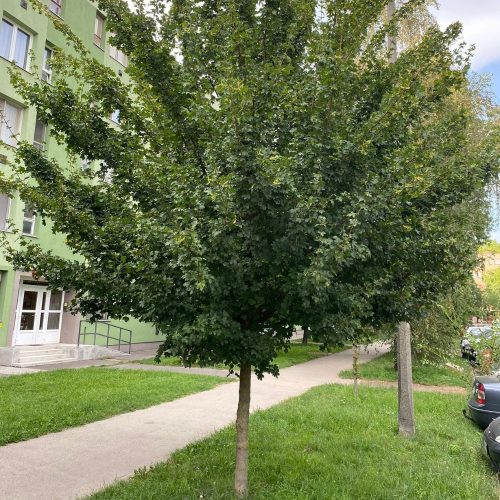 Mezei juhar - Acer campestre - Konténeres