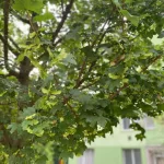 Mezei juhar - Acer campestre - Konténeres