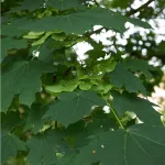 Korai juhar - Acer platanoides - Szabadgyökeres