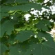Korai juhar - Acer platanoides - Szabadgyökeres