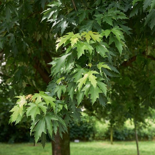 Ezüst juhar - Acer saccharinum - Szabadgyökeres