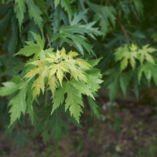 Szeldelt levelű ezüstjuhar - Acer saccharinum 'Wieri' - Szabadgyökeres