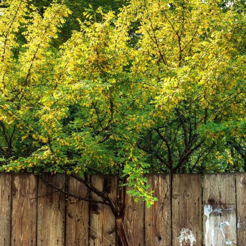 Sárga borsófa - Caragana arborescens - szabadgyökeres