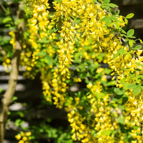 Csüngő borsófa - Caragana arborescens 