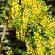 Csüngő borsófa - Caragana arborescens 