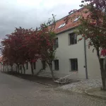 Rózsaszín virágú díszgalagonya - Crataegus laevigata 
