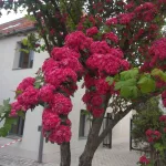 Rózsaszín virágú díszgalagonya - Crataegus laevigata 