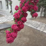Rózsaszín virágú díszgalagonya - Crataegus laevigata 