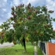 Mézesfa - Evodia hupehensis - Szabadgyökeres