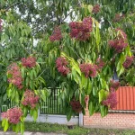 Mézesfa - Evodia hupehensis - Szabadgyökeres