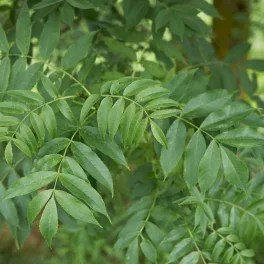 Magas kőris - Fraxinus excelsior - Konténeres