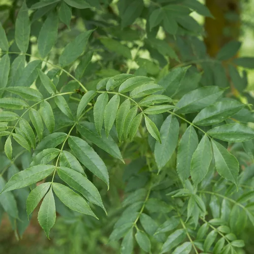 Magas kőris - Fraxinus excelsior - Konténeres