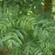 Magas kőris - Fraxinus excelsior - Konténeres