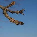 Magas kőris - Fraxinus excelsior - Konténeres