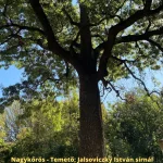 Magas kőris - Fraxinus excelsior - Konténeres