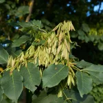 Virágos kőris - Fraxinus ornus - Konténeres