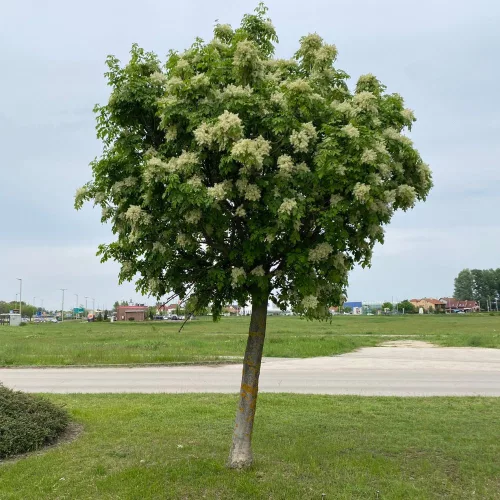 Virágos kőris - Fraxinus ornus - Szabadgyökeres