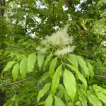 Virágos kőris - Fraxinus ornus - Szabadgyökeres