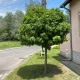 Törpe gömb páfrányfenyő - Ginkgo biloba 'Mariken' - Szabadgyökeres