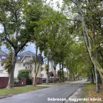 Platán - Platanus hybrida - Szabadgyökeres