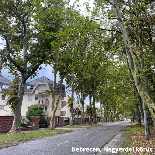 Platán - Platanus hybrida - Szabadgyökeres