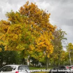 Platán - Platanus hybrida - Szabadgyökeres