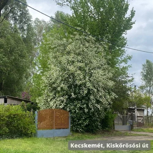 Májusfa - Prunus padus - Szabadgyökeres