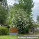 Májusfa - Prunus padus - Szabadgyökeres