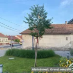 Májusfa - Prunus padus - Szabadgyökeres