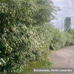 Májusfa - Prunus padus - Szabadgyökeres