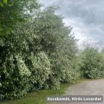 Májusfa - Prunus padus - Szabadgyökeres